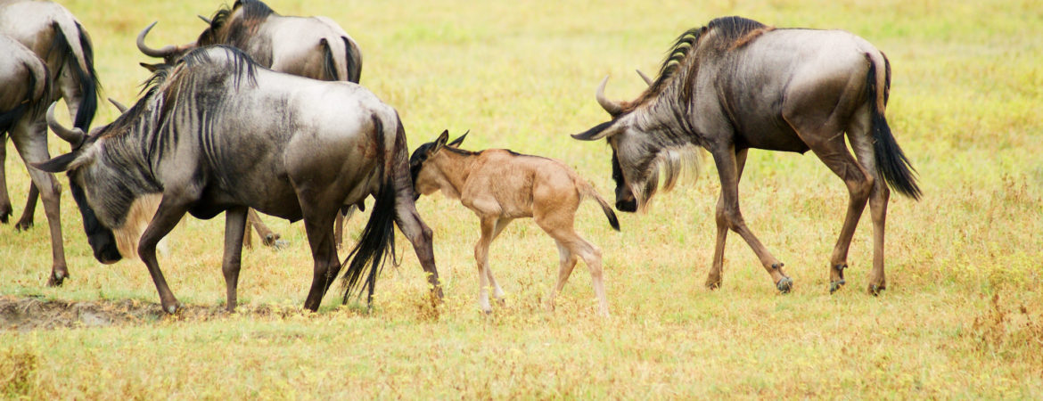 1 Day Ngorongoro Crater Tour