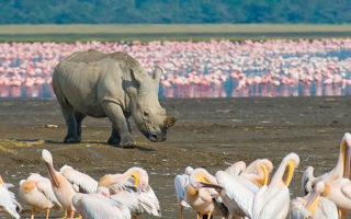 5 Days Kenya Nakuru Naivasha & Maasai Mara safari