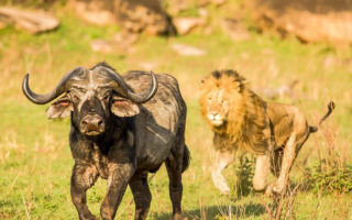 7 Days Best of Kenya Wildlife Safari
