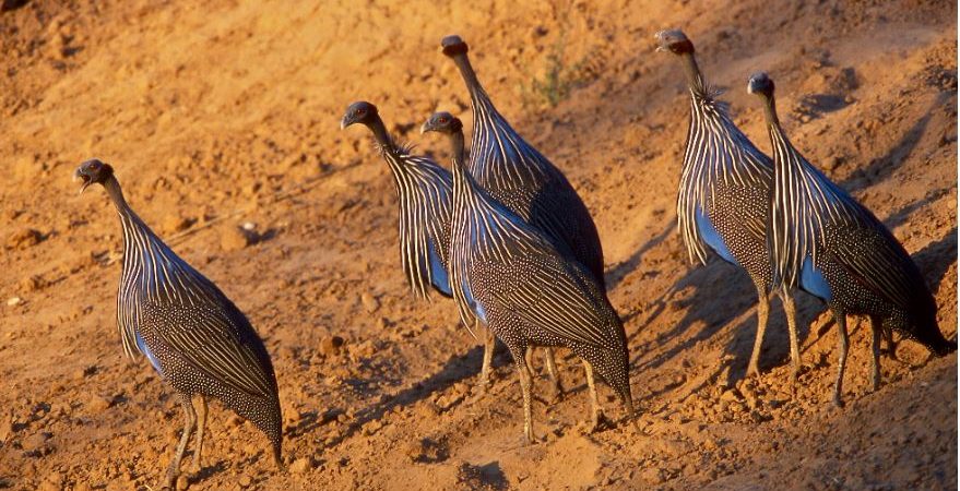 3 Days Malaika Safari