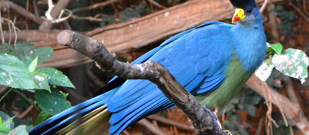 Endemic Birds of Uganda