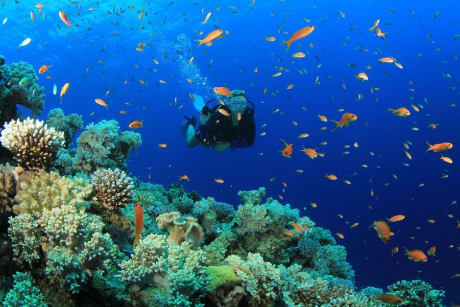 3 Days Trip to Kisite-Mpunguti Marine National Park in Kenya
