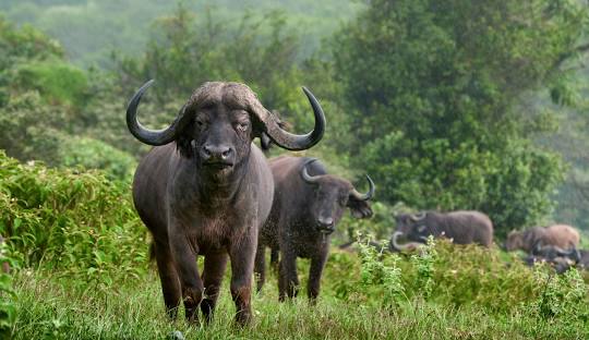 3 Days Arusha National Park Safari