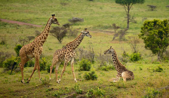 3 Days Arusha National Park Safari