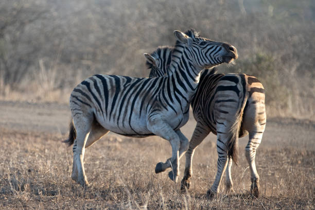 3 Days Safari to Shaba, Samburu, and Buffalo Springs Reserve in Kenya