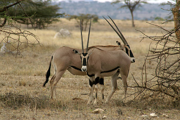 3 Days Safari to Shaba, Samburu, and Buffalo Springs Reserve in Kenya