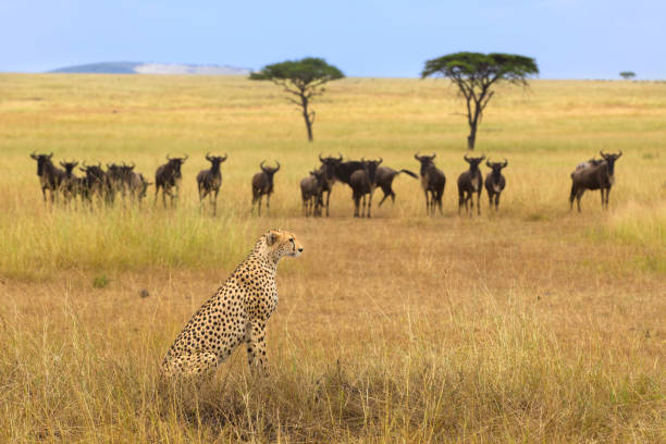 6 Days Tanzania Safari