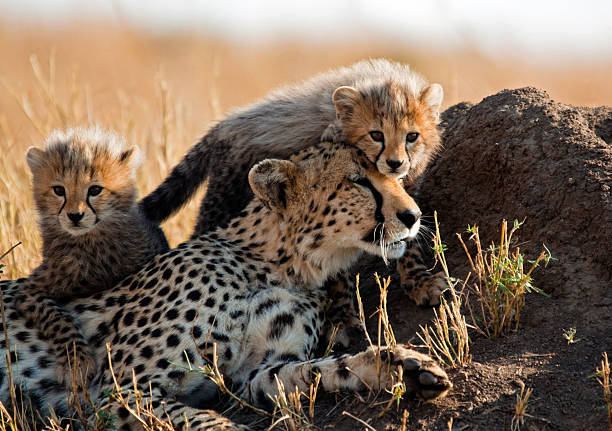 6 Days Tanzania Safari