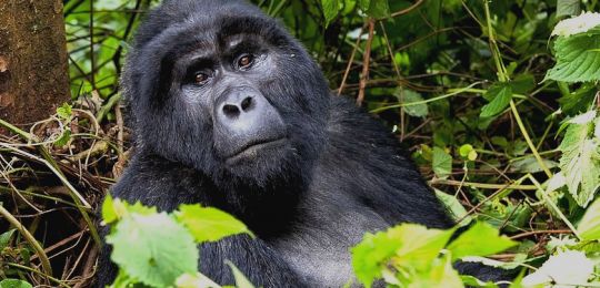 7 Days Best of Uganda Trip
