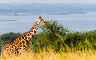 2 Days Murchison Falls Uganda Budget Safari