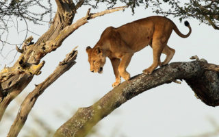 3 Days Queen Elizabeth National Parks