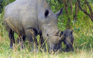 6 Days Murchison Falls and White water rafting Safari