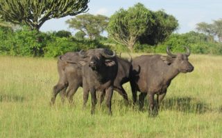 Commonly visited National Parks in Uganda