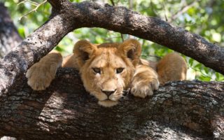 3 Days Northern Tanzania Safari