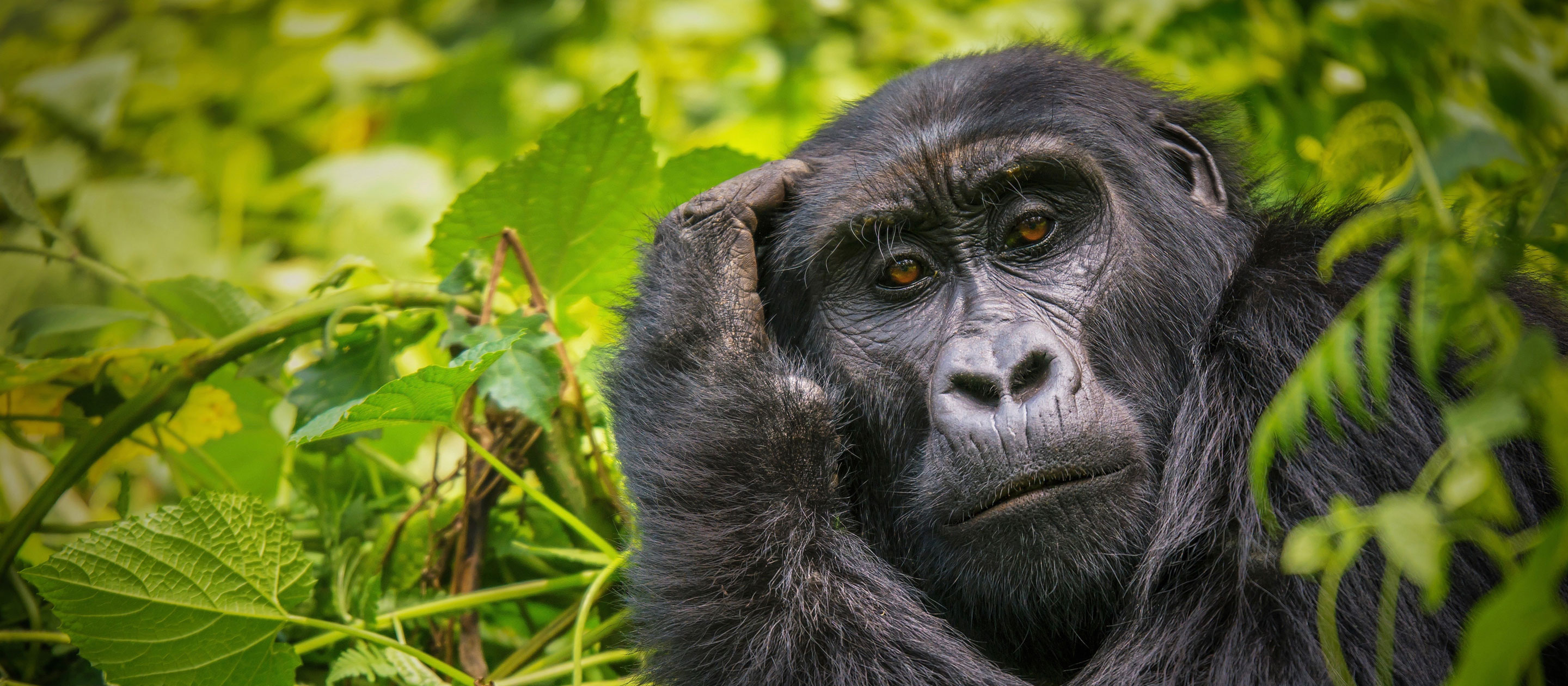 uganda gorilla safari price