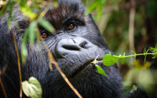 4 Days Bwindi Gorilla Trekkingv & Lake Bunyonyi tour