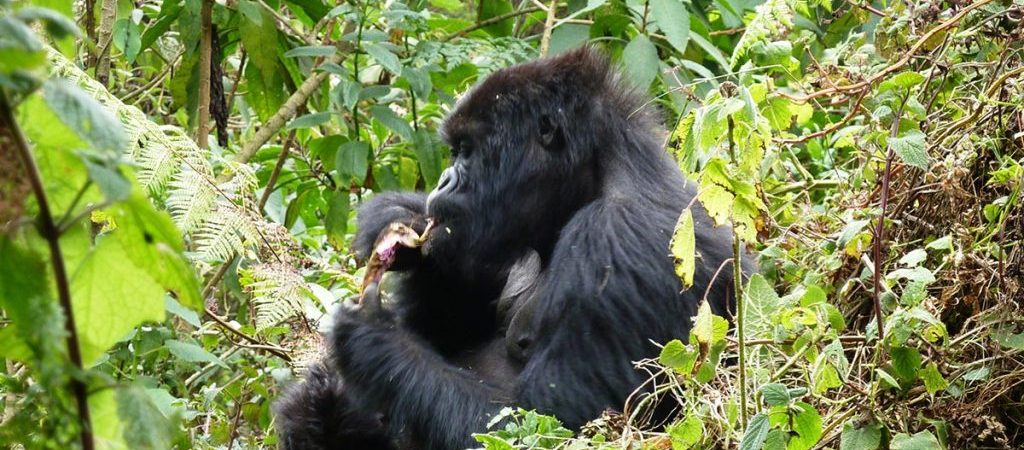 5 Days Gorilla Trekking & Wildlife Experience