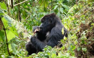 5 Days Gorilla Trekking & Wildlife Experience