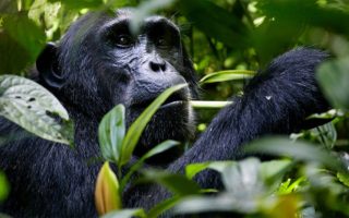 5 Days Uganda Gorilla and Chimpanzee Safari
