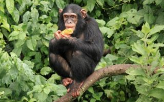 2 Days Queen Elizabeth National Park Safari