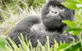5 Days Chimpanzee & Gorilla Trekking