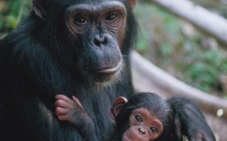 4 days Murchison Falls and Chimpanzee trekking Safari