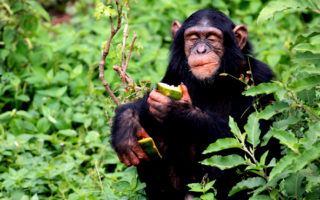 7 Days Best of Uganda Trip