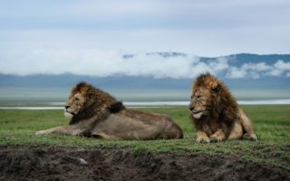 7 Days Tanzania Safari