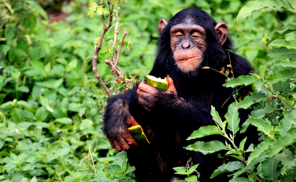 7 Days Best of Uganda Trip