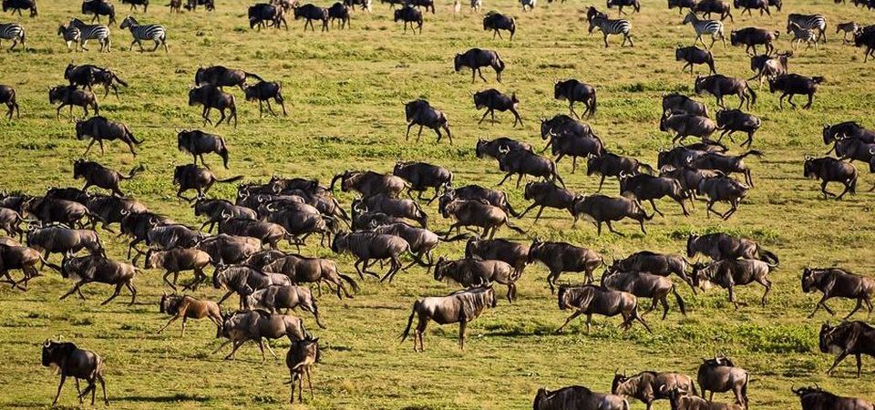 Serengeti national park - Tanzania National Parks | Tanzania Safaris Tours