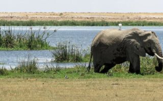 8 Days Luxury Bush and Beach Holiday Safari in Kenya