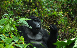 Best Place to Do Gorilla Trekking