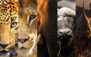 Big 5 Animals