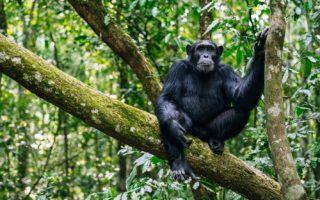 Chimpanzee Trekking in Kibale