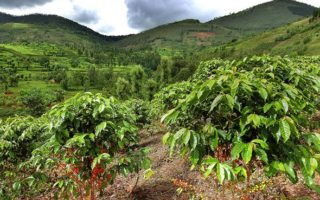 Coffee in Rwanda