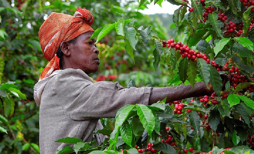 Coffee in Rwanda