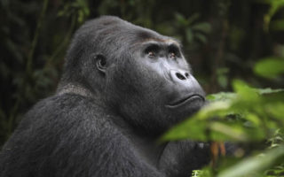 Gorilla Trekking Permits in Congo