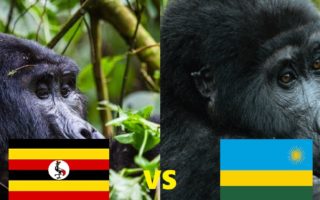 Gorilla Trekking Uganda vs Gorilla Trekking in Rwanda