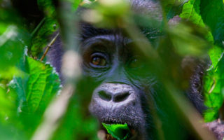  1 Day Uganda Gorilla Trekking Safari