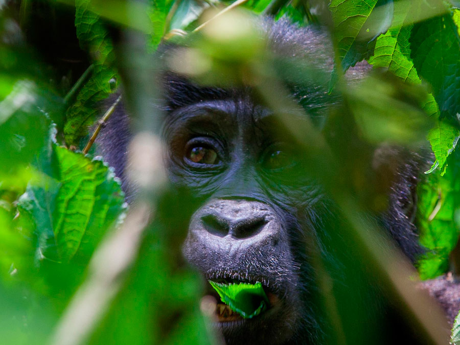 4 days Bwindi Gorilla Trekking Safari
