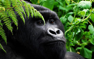 Uganda Gorilla Safari