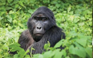 2 Days Gorilla Trekking Uganda From Kigali
