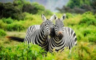 3 Days Lake Mburo National Park