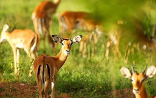1 Day Lake Mburo Wildlife Safari