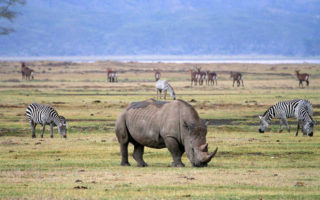  1 Day Ngorongoro Crater Safari
