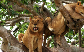 4 Days Wildlife & Chimpanzee trekking