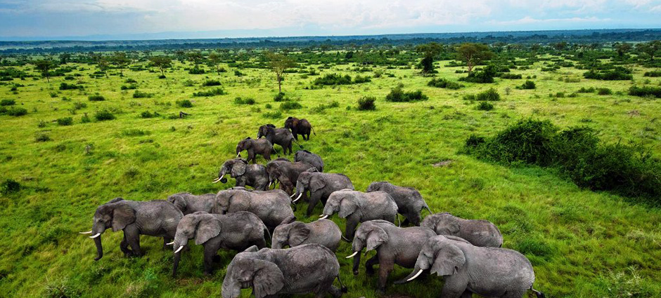 Ranking Of Wildlife Attractions in Uganda