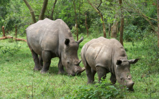 Rhino trekking