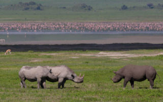 2 Days Ngorongoro & Tarangire Safari