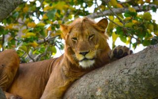 Tree Climbing Lions